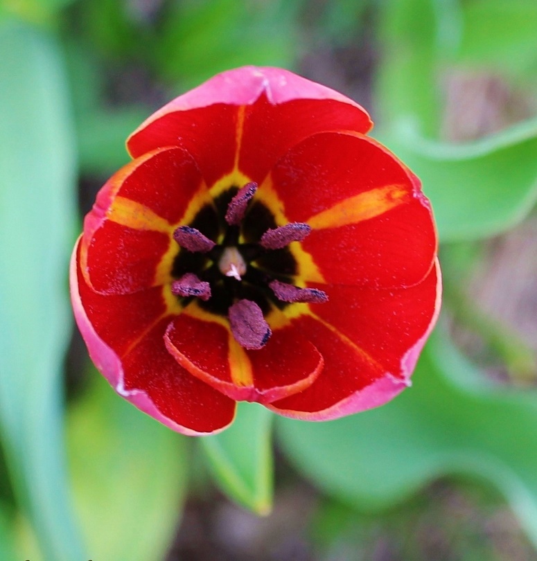 Изображение особи Tulipa julia.
