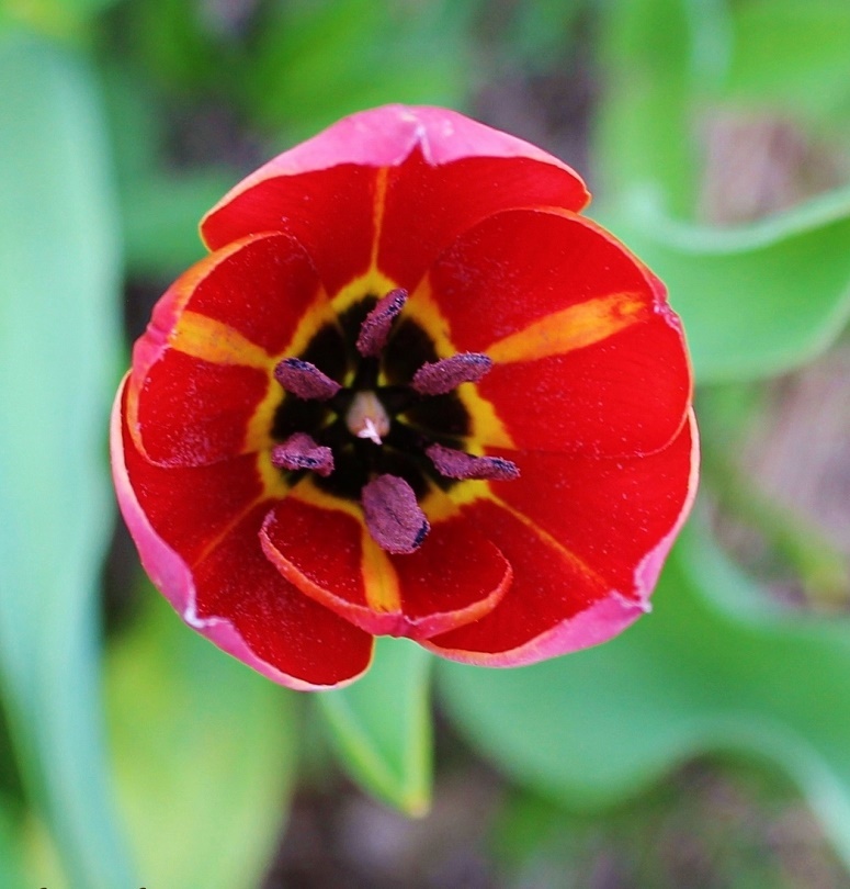 Image of Tulipa julia specimen.