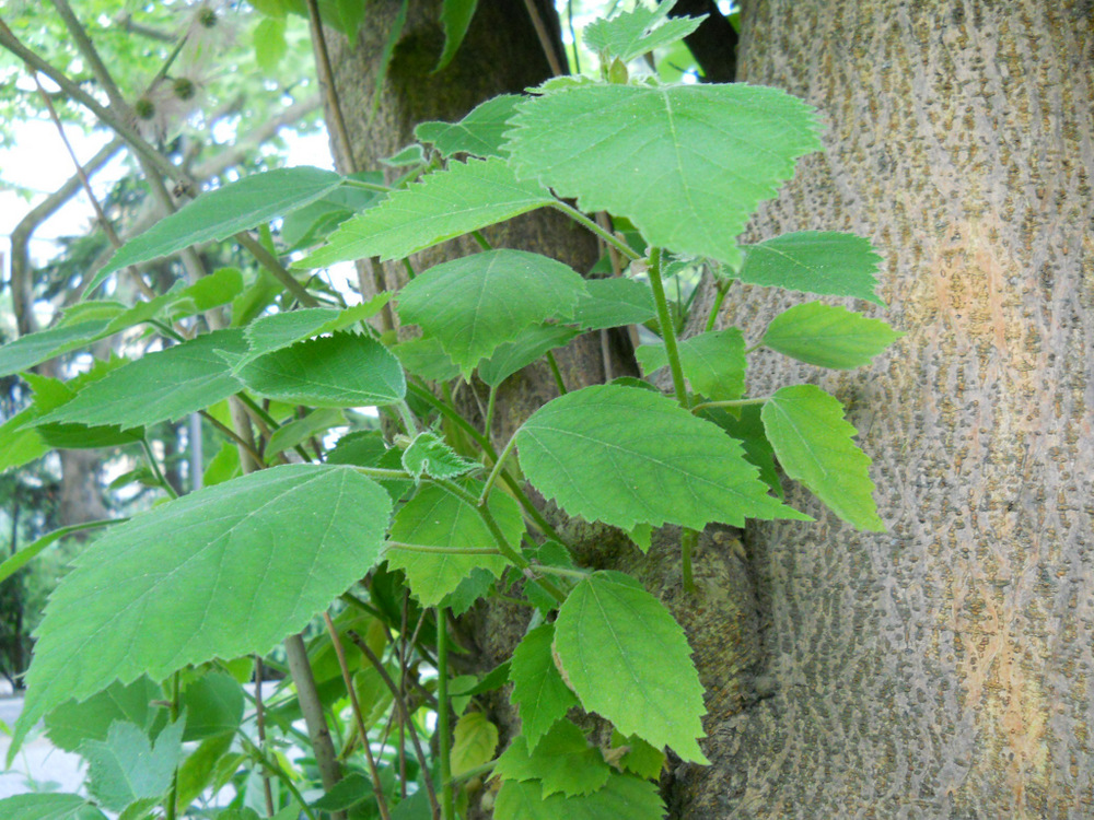 Image of Broussonetia papyrifera specimen.