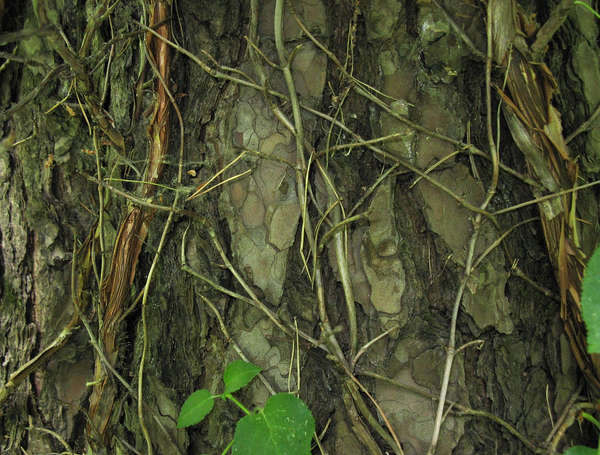 Image of Hydrangea petiolaris specimen.