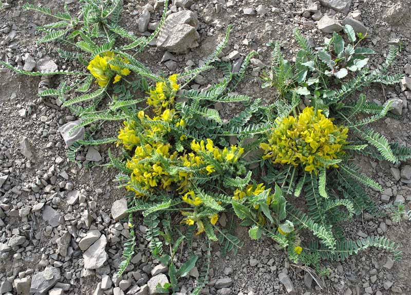 Image of Astragalus pseudoutriger specimen.