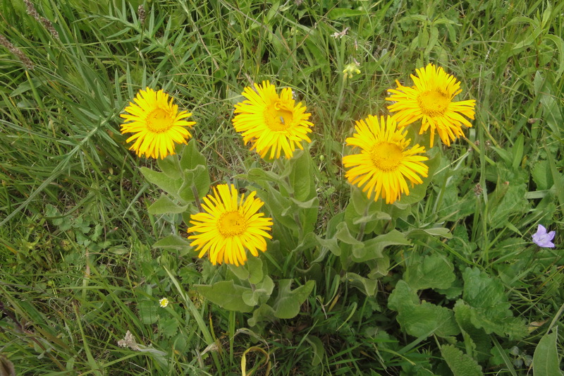 Image of Inula orientalis specimen.