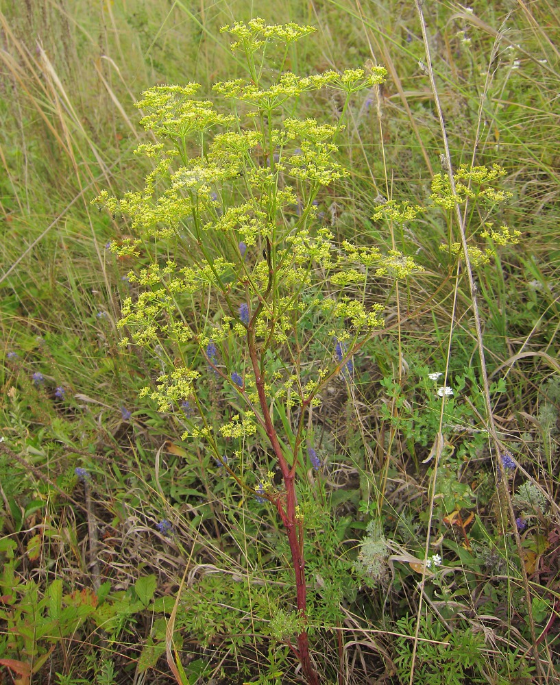 Image of Xanthoselinum alsaticum specimen.