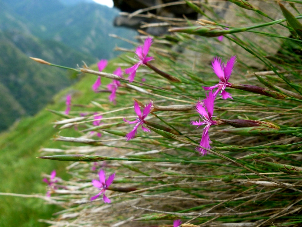 Image of Dianthus orientalis specimen.