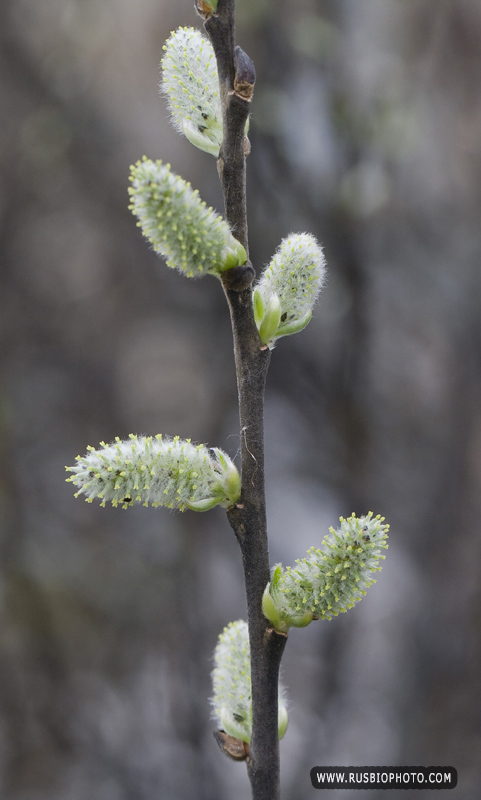 Image of Salix cinerea specimen.