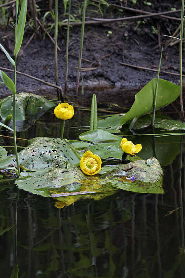 Image of Nuphar lutea specimen.