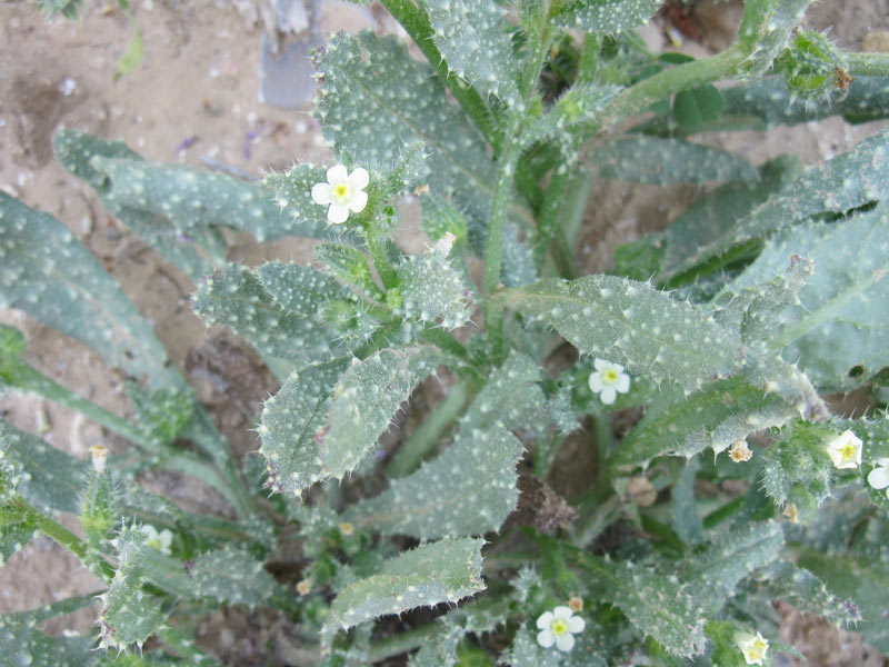 Image of Anchusa aegyptiaca specimen.