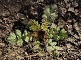 Geum urbanum. Розетка молодых прикорневых листьев. Санкт-Петербург, 01.05.2009.