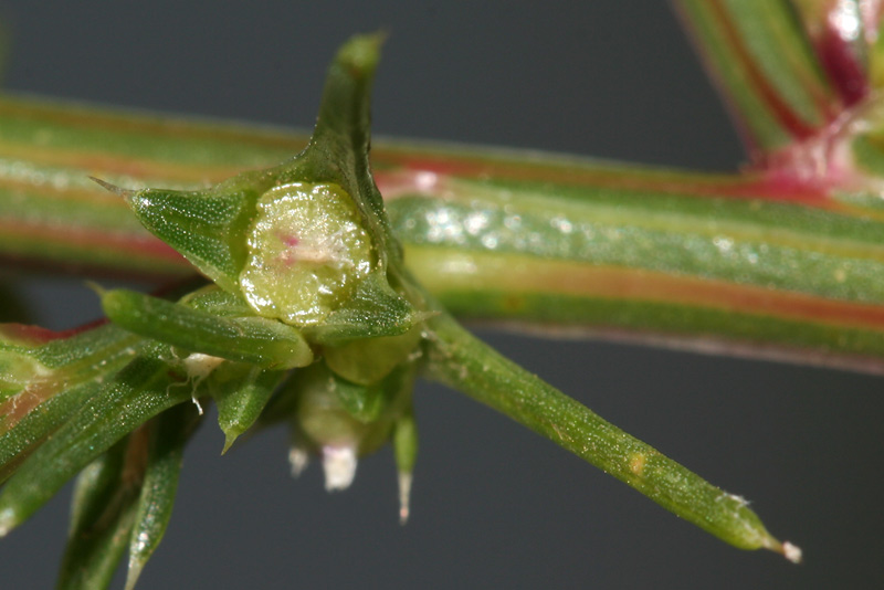 Изображение особи Salsola collina.