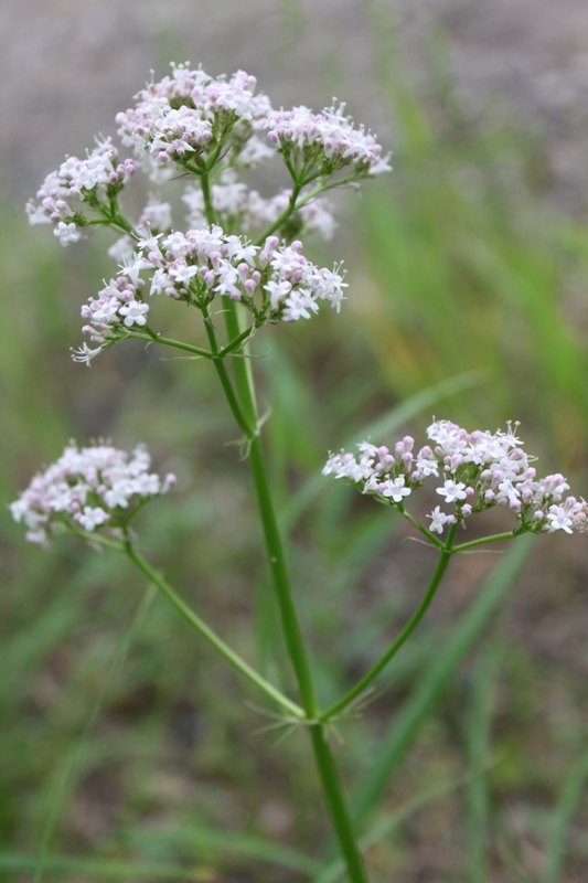 Image of Valeriana officinalis specimen.