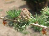 Larix decidua. Часть ветви с молодой шишкой. Украина, г. Запорожье, пос. Солнечный, перед Институтом масличных культур. 15.05.2012.