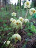 Pyrola chlorantha. Соцветия. Иркутская обл., г. Бодайбо, правый борт долины р. Витим, сосновый пролесок. 10.07.2012.