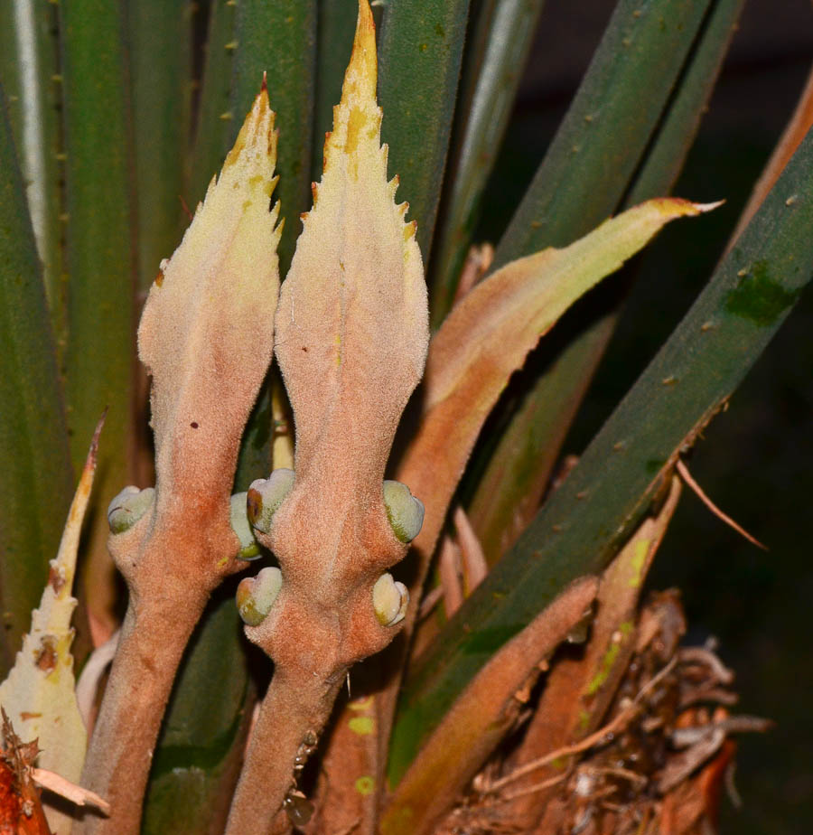 Image of Cycas thouarsii specimen.