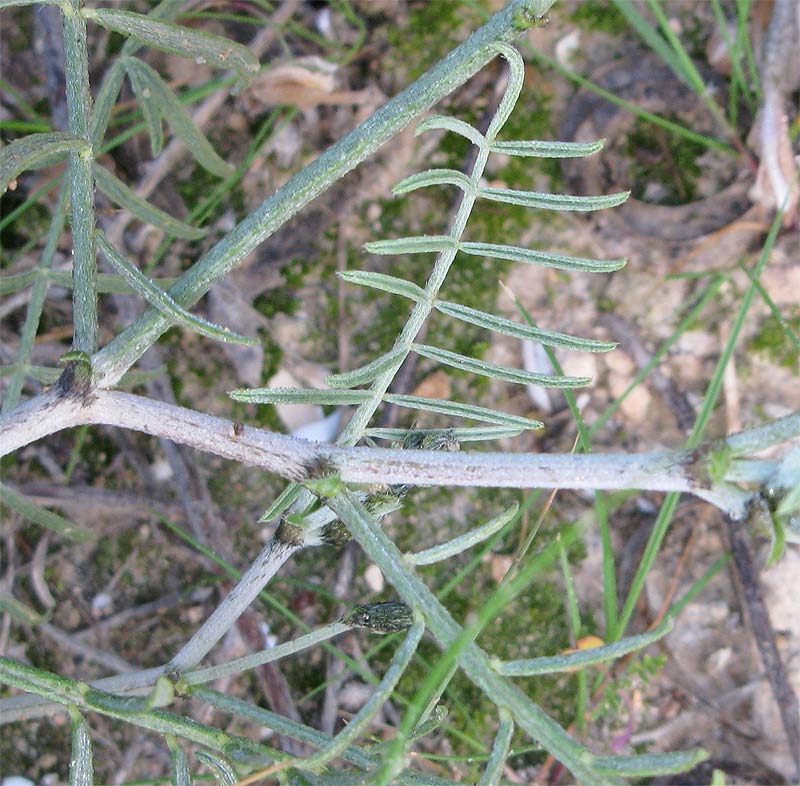 Изображение особи Astragalus sanctus.