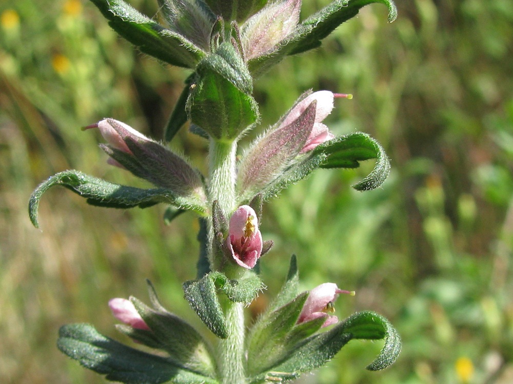 Изображение особи Odontites vulgaris.