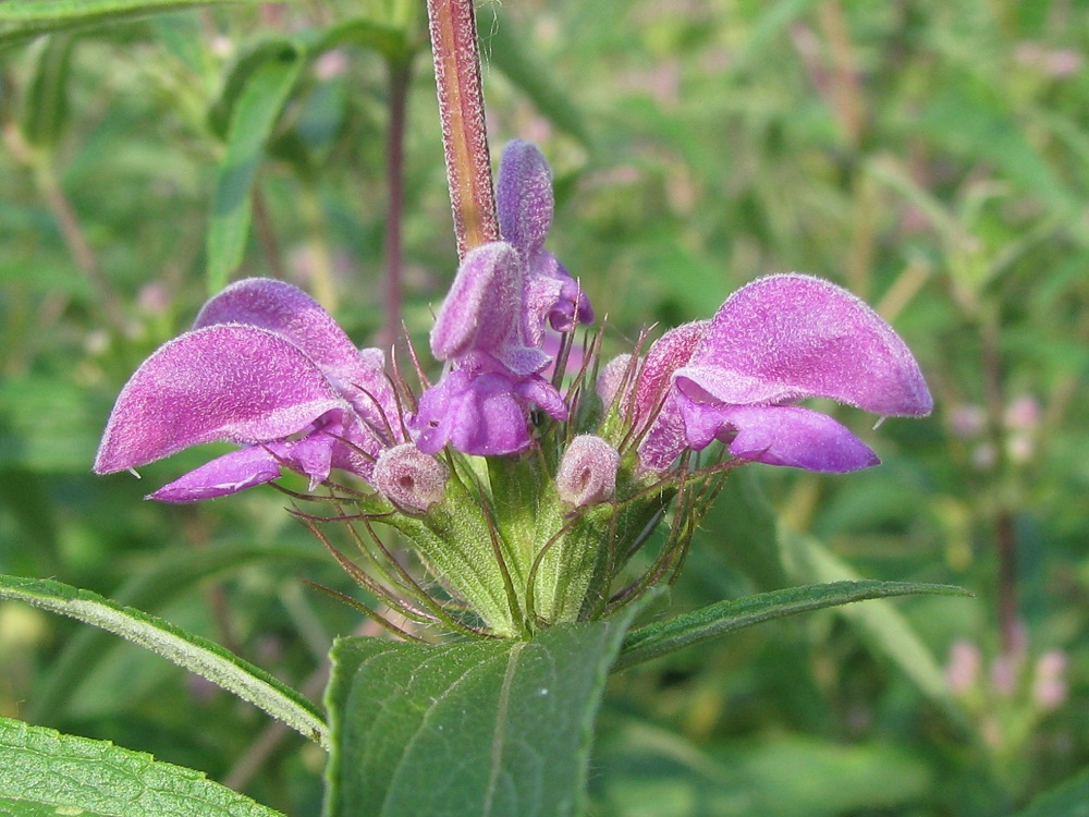 Image of Phlomis pungens specimen.