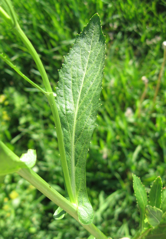 Image of Rorippa austriaca specimen.