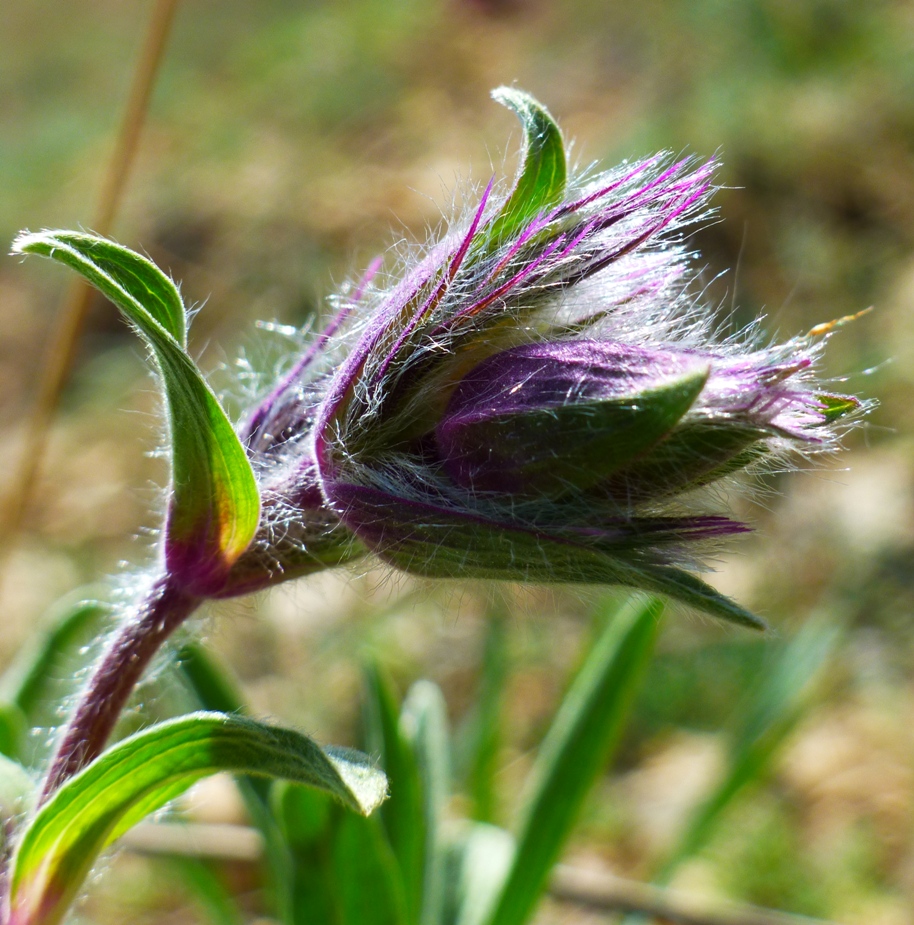 Изображение особи Stachys lavandulifolia.