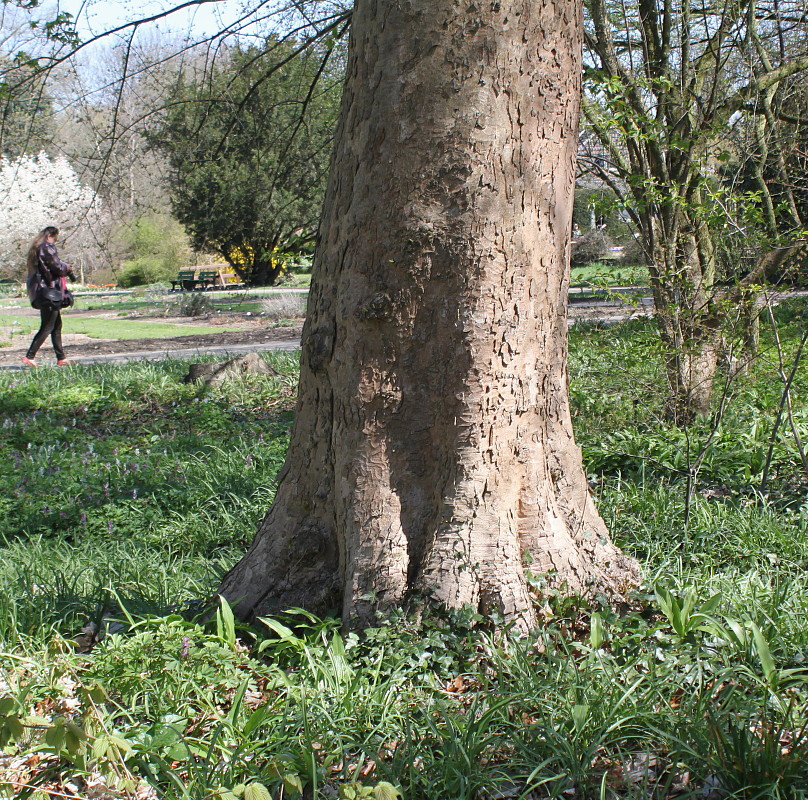 Image of Acer pseudoplatanus specimen.