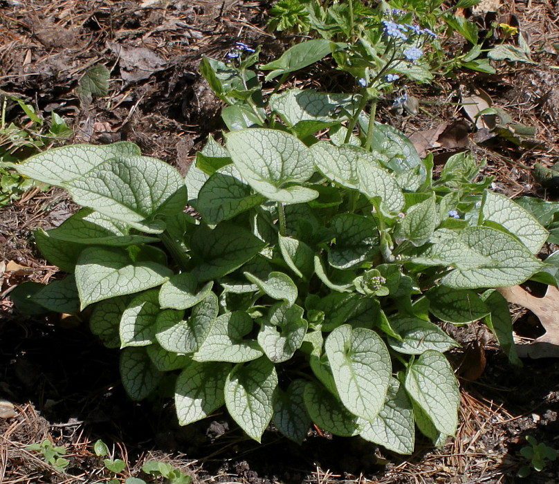 Image of Brunnera macrophylla specimen.