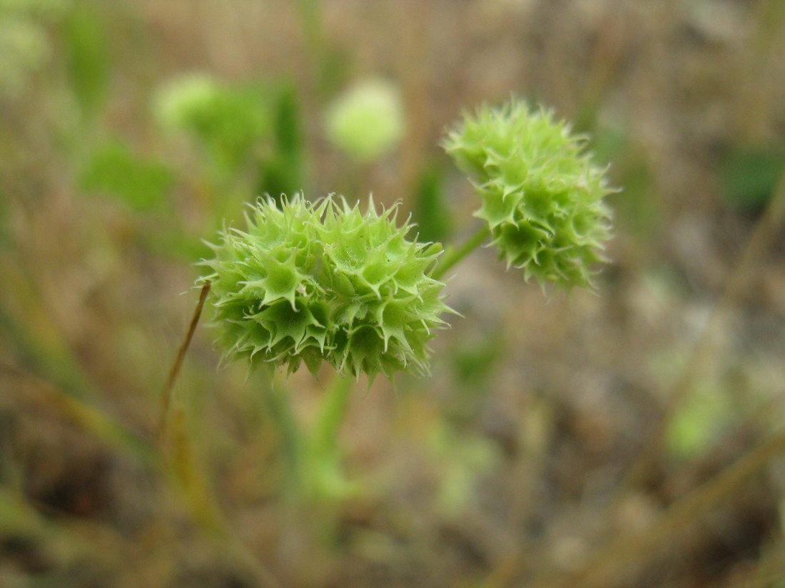 Image of Valerianella coronata specimen.