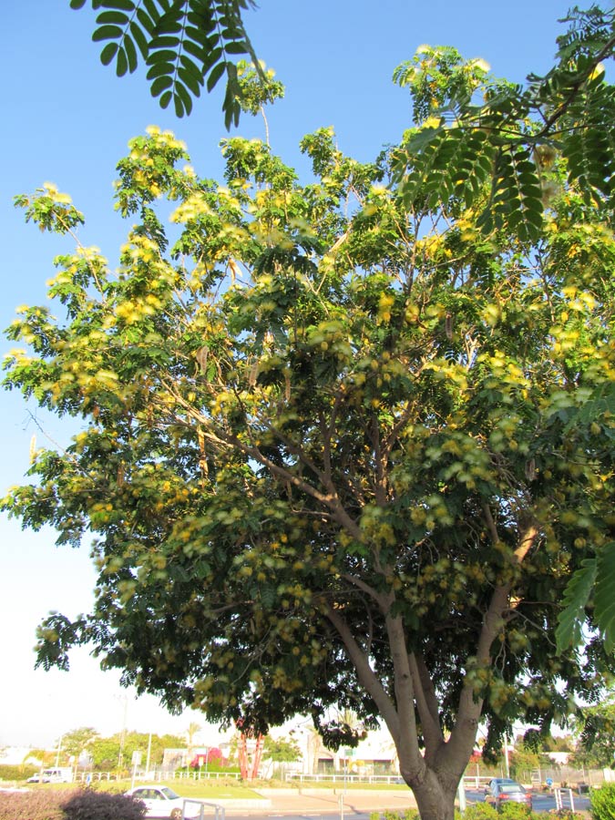 Image of Albizia lebbeck specimen.