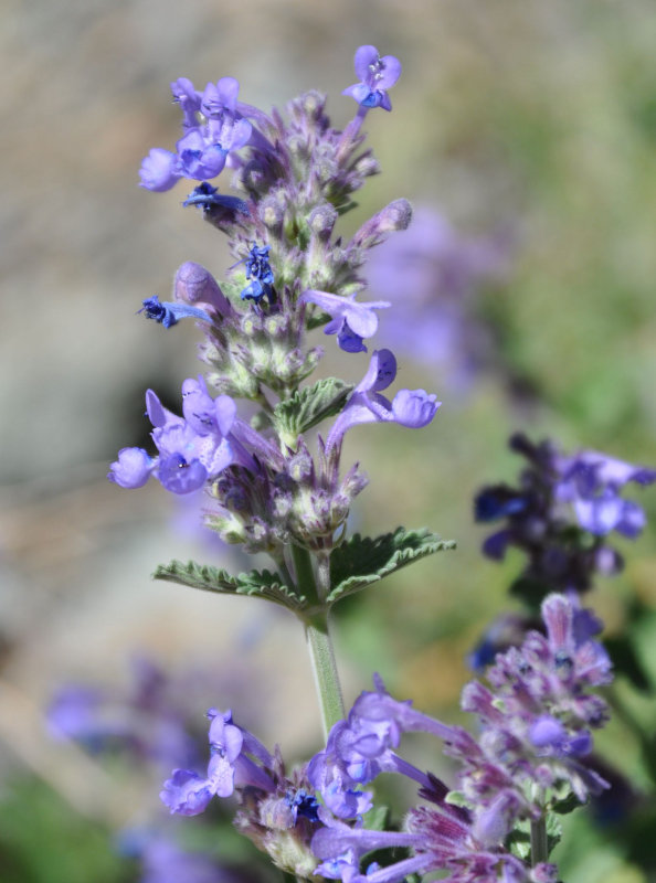 Изображение особи Nepeta mussinii.