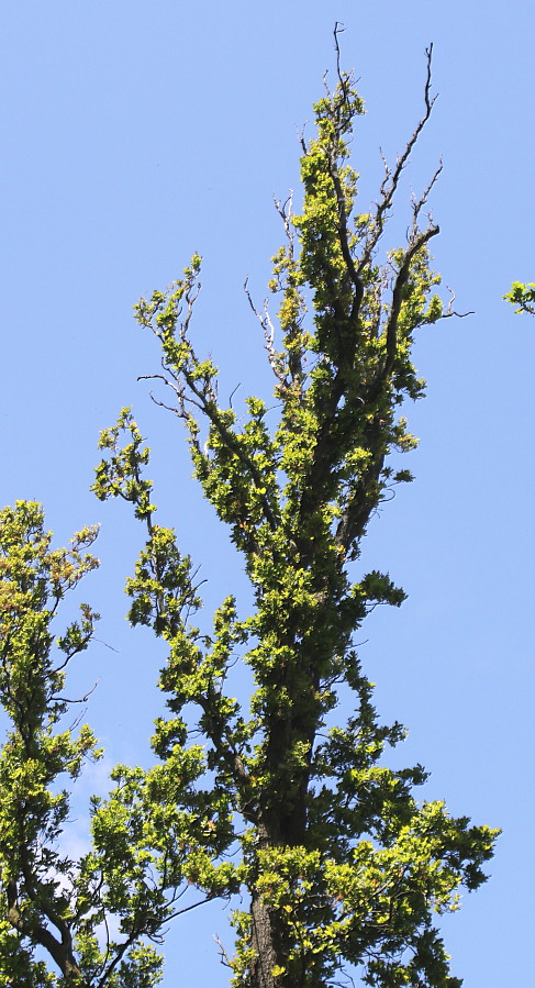 Image of Quercus robur f. fastigiata specimen.