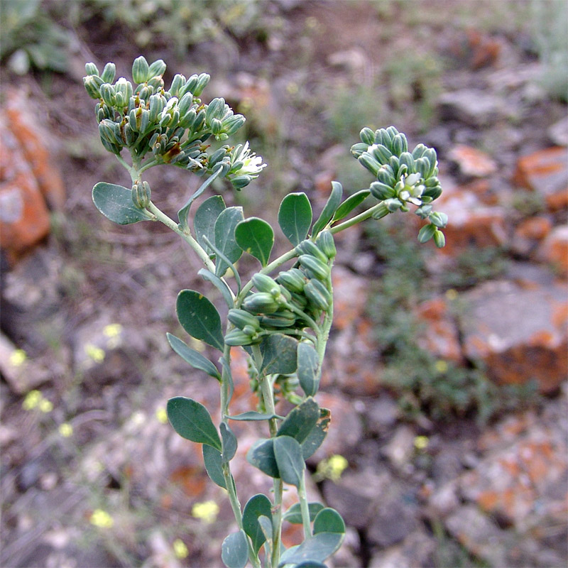 Image of Telephium orientale specimen.