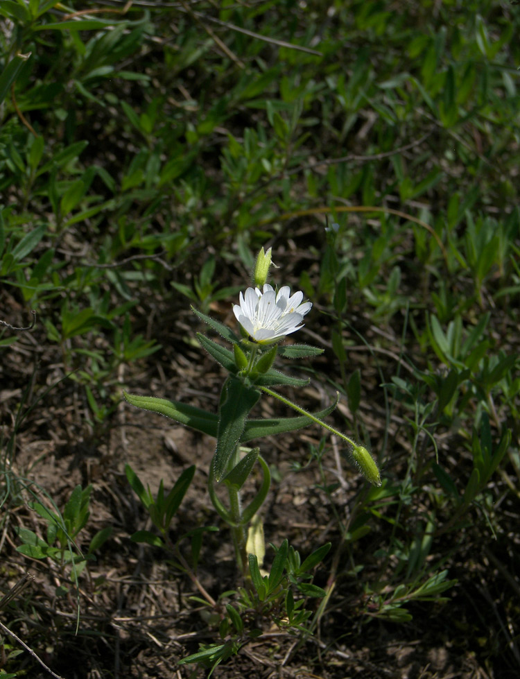 Image of Cerastium nemorale specimen.