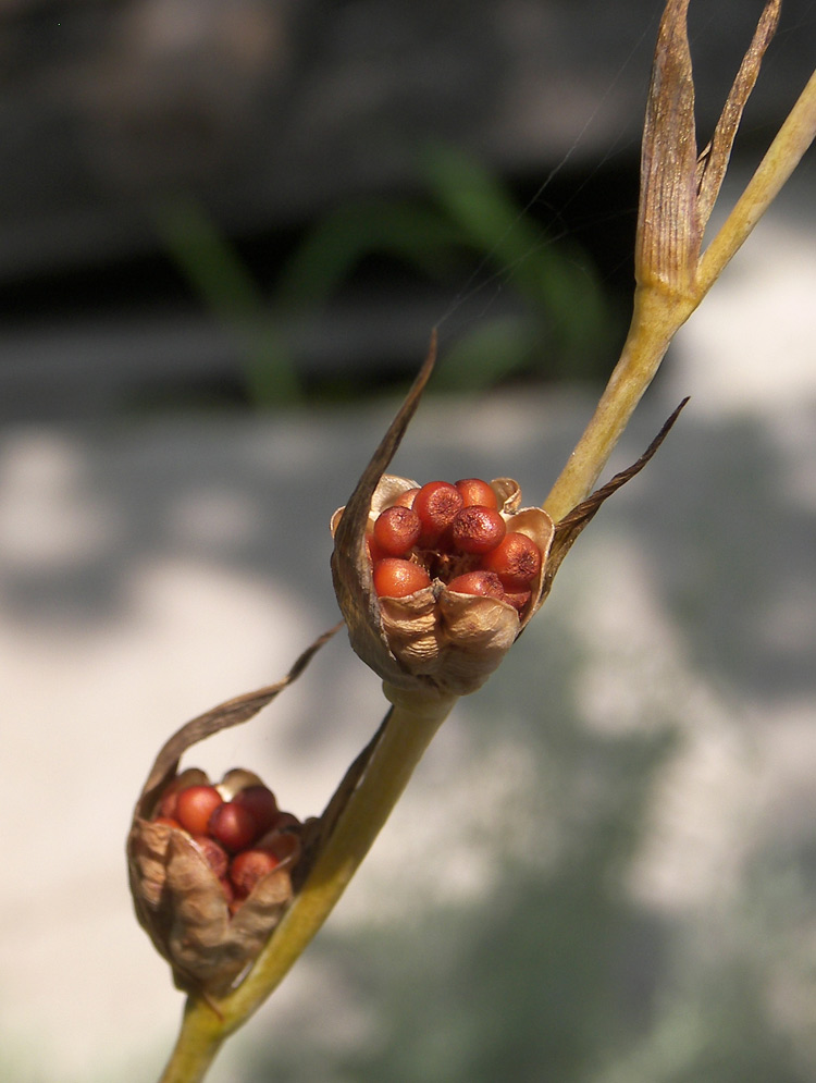 Image of Gladiolus italicus specimen.