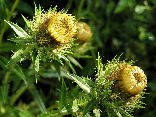 Image of Carlina fennica specimen.