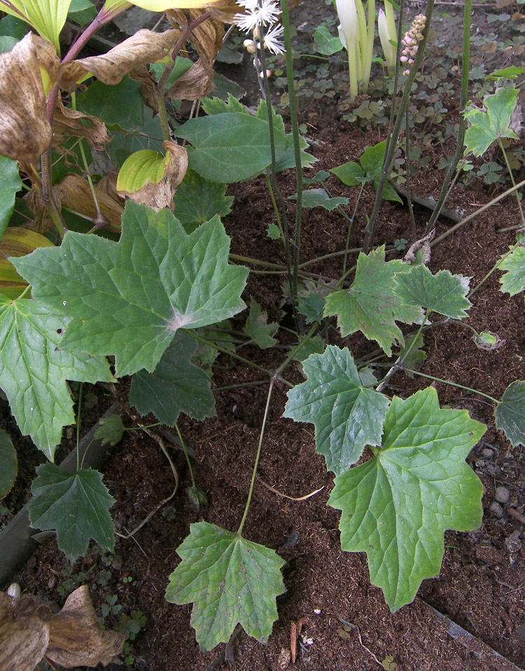 Image of Cimicifuga japonica specimen.