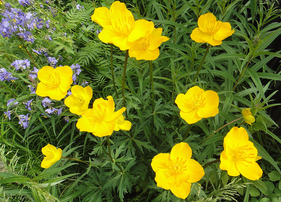 Изображение особи Trollius vicarius.