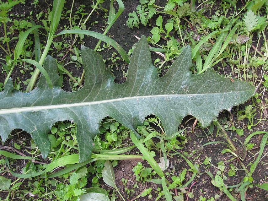 Image of Sonchus arvensis specimen.