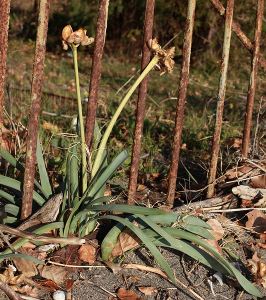 Изображение особи Pancratium maritimum.