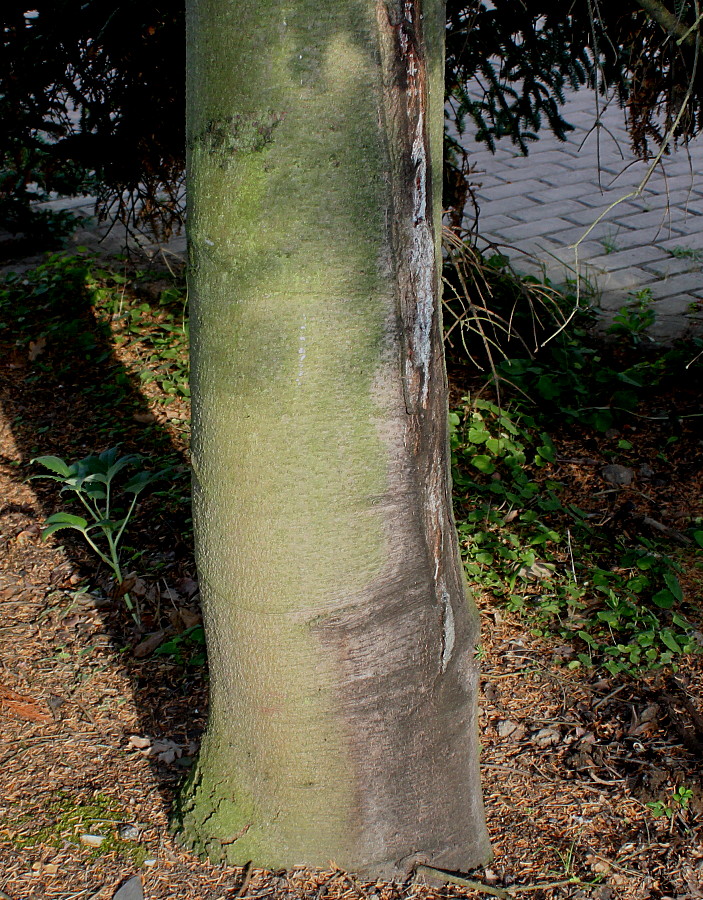 Image of Abies pinsapo specimen.