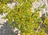 Tetraena qatarensis