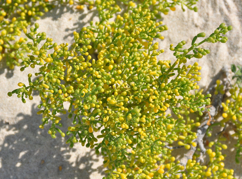 Image of Tetraena qatarensis specimen.