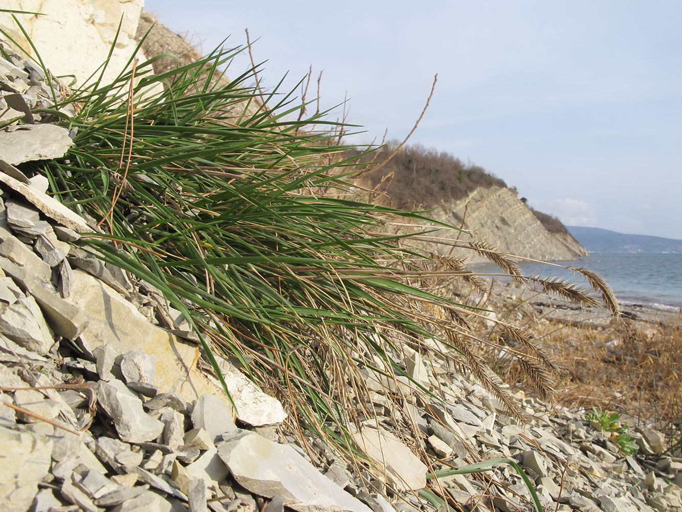 Image of Agropyron pinifolium specimen.