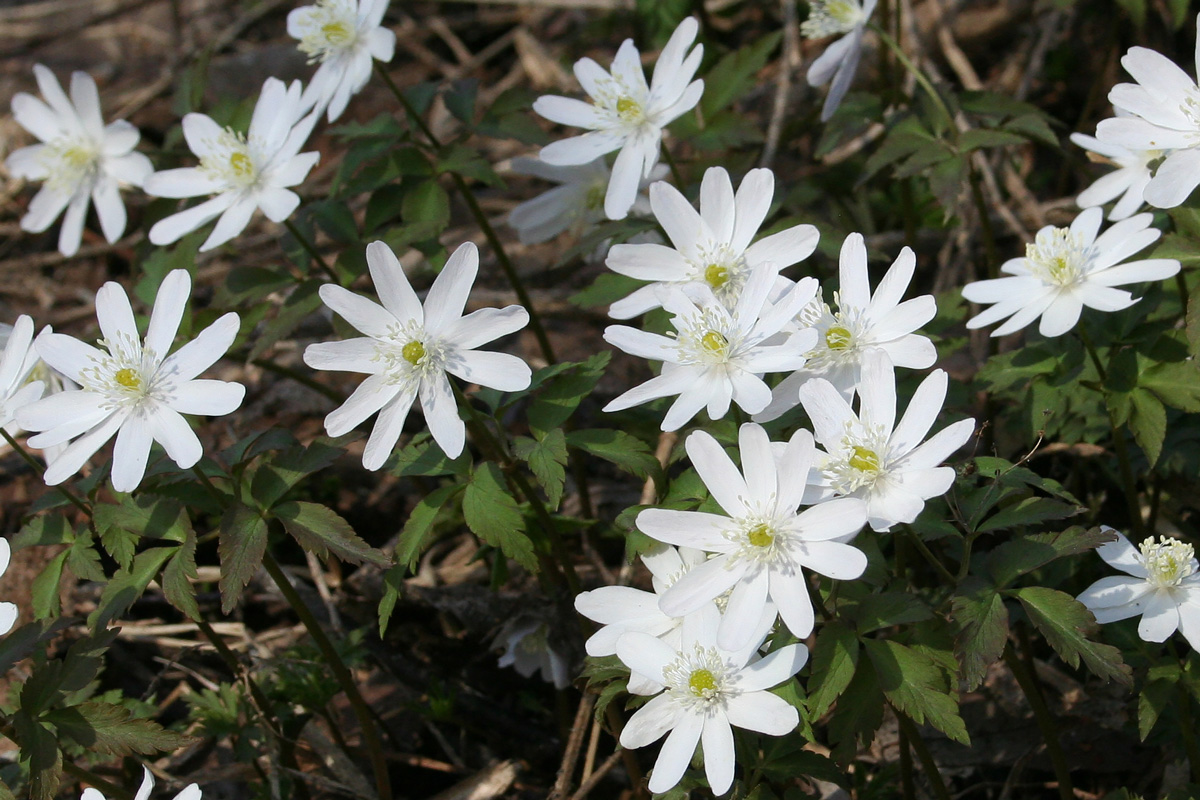 Image of Anemone altaica specimen.