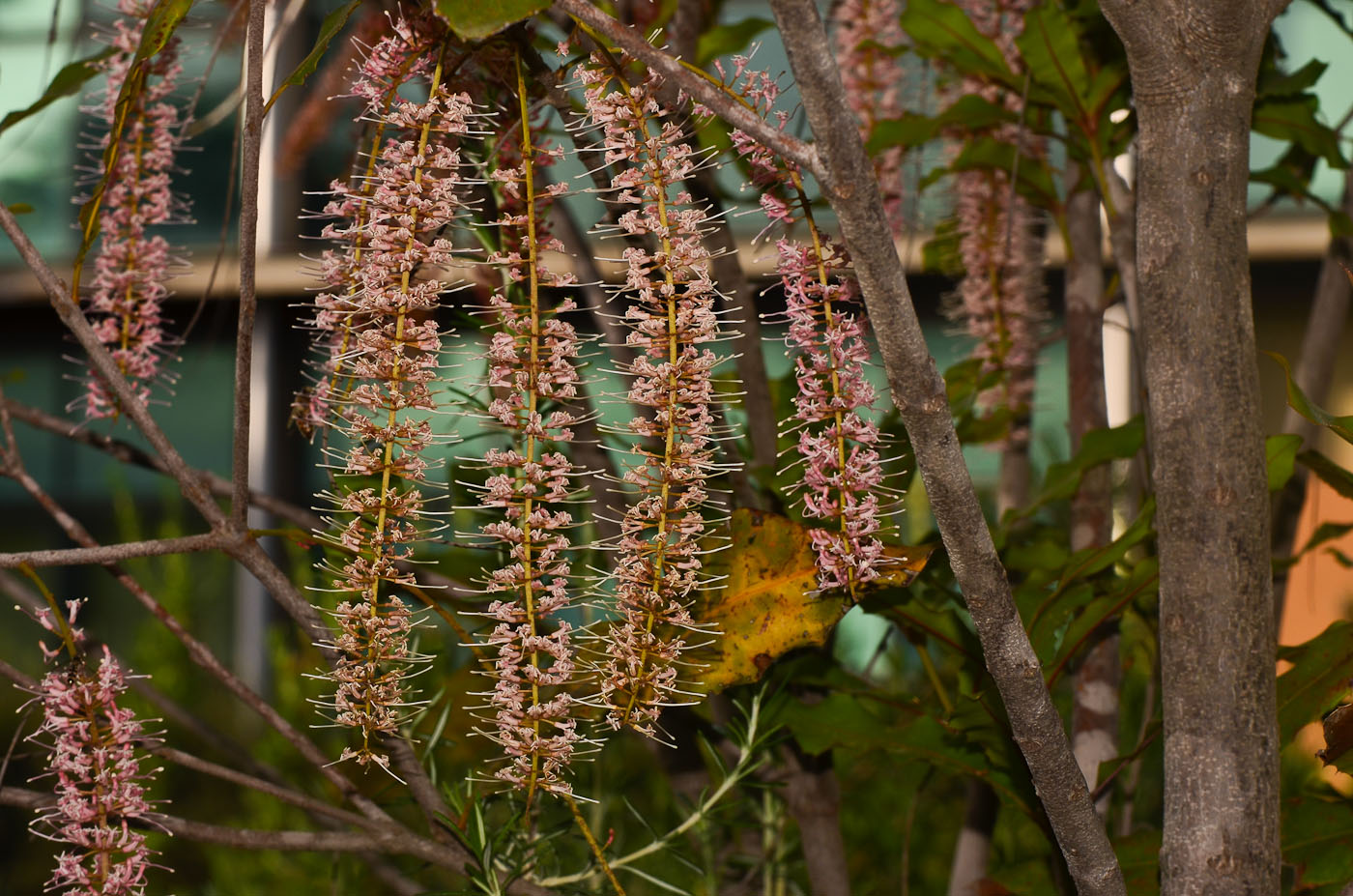 Image of Macadamia tetraphylla specimen.