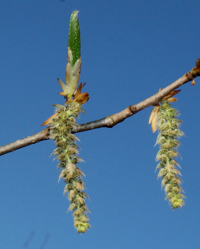 Image of Carpinus cordata specimen.