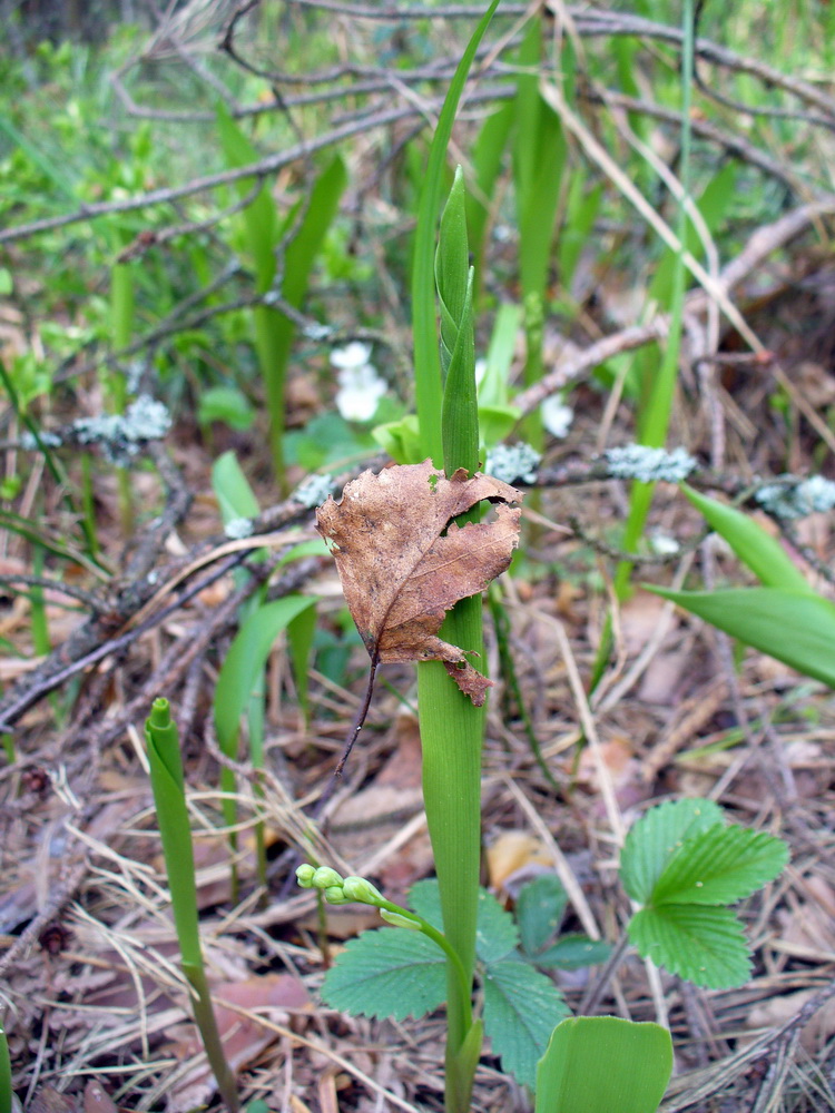 Изображение особи Convallaria majalis.