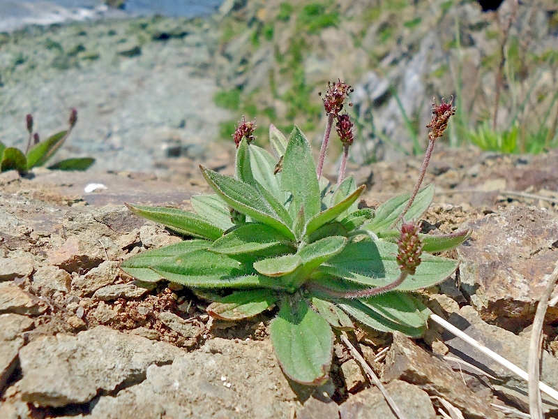 Image of Plantago camtschatica specimen.