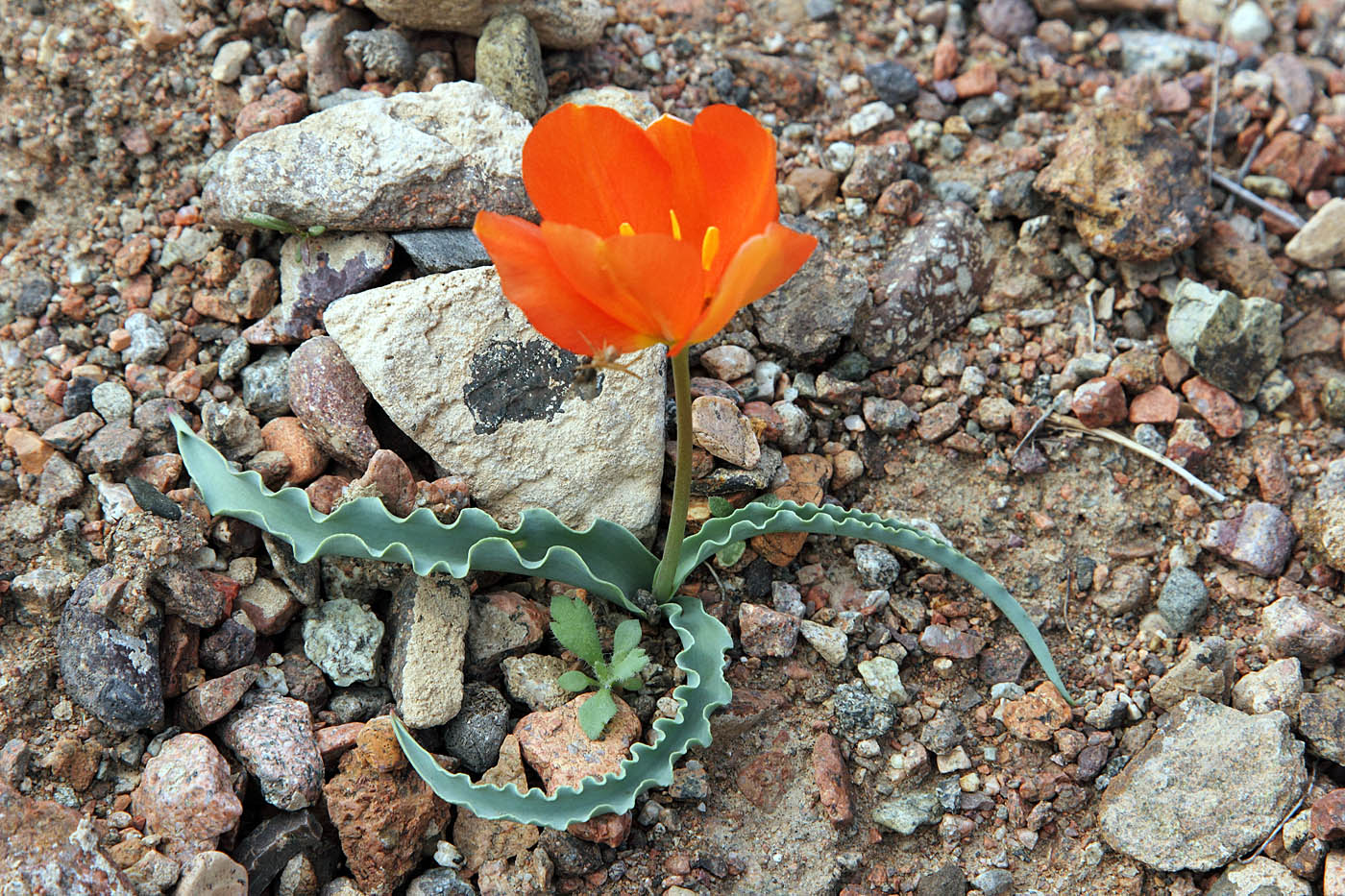 Image of Tulipa intermedia var. korolkowioides specimen.