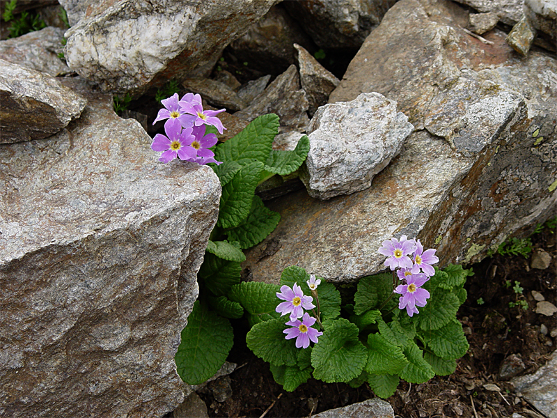 Изображение особи Primula kusnetzovii.