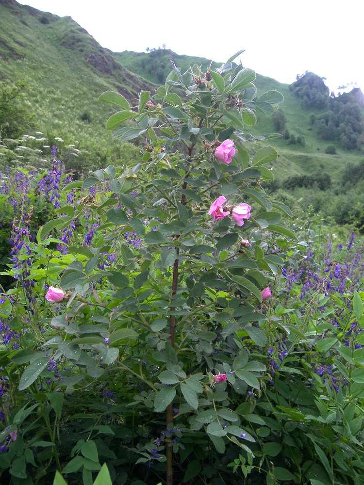 Image of Rosa villosa specimen.