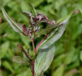 Oenothera perennis. Верхняя часть молодого побега. Германия, г. Дюссельдорф, Ботанический сад университета. 02.06.2014.