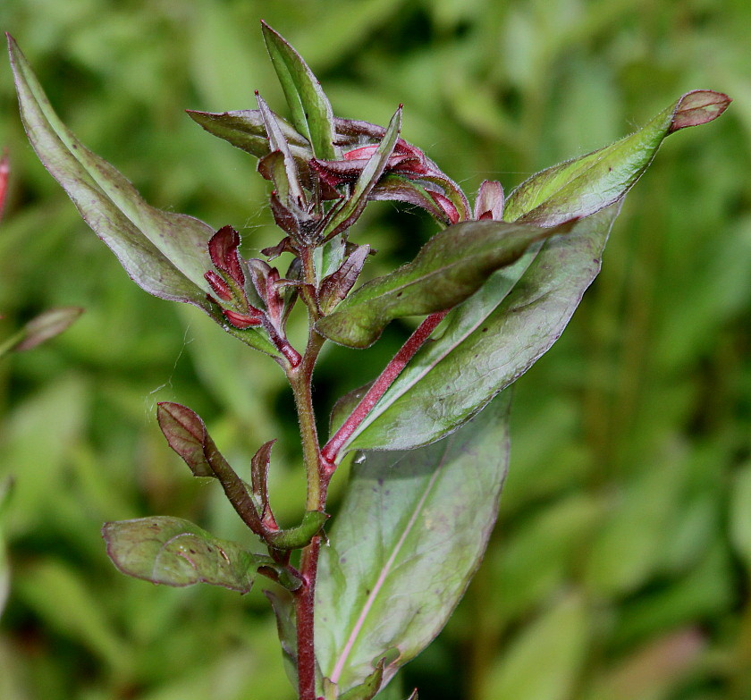 Изображение особи Oenothera perennis.